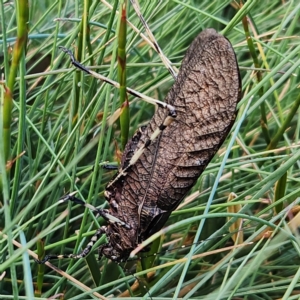 Acripeza reticulata at Kosciuszko National Park, NSW - 25 Apr 2023