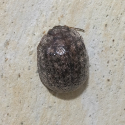 Trachymela sp. (genus) (Brown button beetle) at Higgins, ACT - 12 Jan 2023 by AlisonMilton