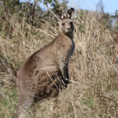 Macropus giganteus (Eastern Grey Kangaroo) at Molonglo Valley, ACT - 25 Apr 2023 by RodDeb