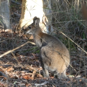 Notamacropus rufogriseus at Bruce, ACT - 25 Apr 2023