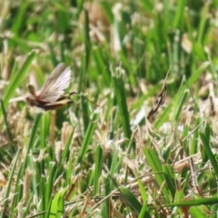 Caledia captiva (grasshopper) at Coombs, ACT - 25 Apr 2023 by RodDeb