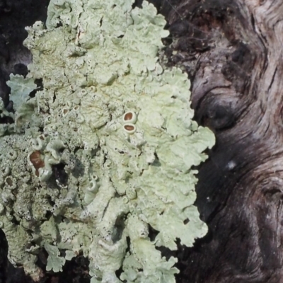 Flavoparmelia sp. (Flavoparmelia Lichen) at ANBG South Annex - 21 Apr 2023 by BarrieR