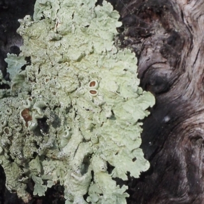 Flavoparmelia sp. (Flavoparmelia Lichen) at Acton, ACT - 21 Apr 2023 by BarrieR