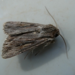 Persectania ewingii (Southern Armyworm) at Belconnen, ACT - 21 Apr 2023 by JohnGiacon