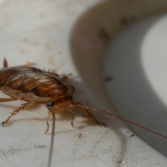 Robshelfordia simplex (Shelford's Western Cockroach) at Belconnen, ACT - 5 Apr 2023 by JohnGiacon