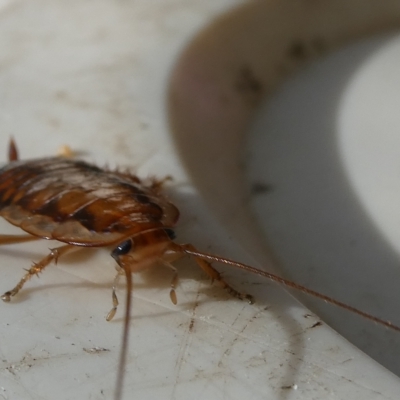 Robshelfordia simplex (Shelford's Western Cockroach) at Belconnen, ACT - 4 Apr 2023 by JohnGiacon