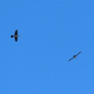 Anhinga novaehollandiae at Molonglo Valley, ACT - 25 Apr 2023