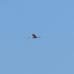 Anhinga novaehollandiae at Molonglo Valley, ACT - 25 Apr 2023