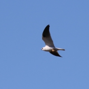 Elanus axillaris at Coombs, ACT - 25 Apr 2023