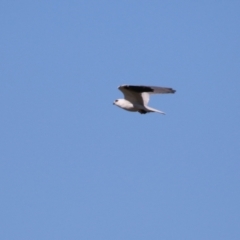 Elanus axillaris at Coombs, ACT - 25 Apr 2023