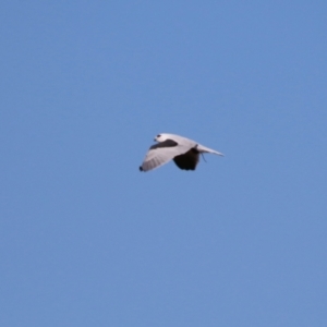 Elanus axillaris at Coombs, ACT - 25 Apr 2023