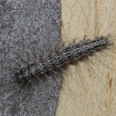 Anestia (genus) (A tiger moth) at Kambah, ACT - 3 Mar 2023 by AlisonMilton