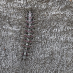 Anestia (genus) at Kambah, ACT - 3 Mar 2023 12:40 PM