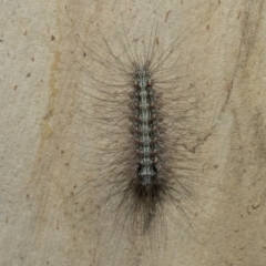 Anestia (genus) at Kambah, ACT - 3 Mar 2023 12:40 PM