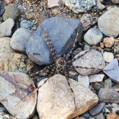 Pisauridae (family) (Water spider) at Kosciuszko National Park - 25 Apr 2023 by NathanaelC