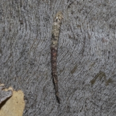 Conoeca guildingi (A case moth) at Kambah, ACT - 3 Mar 2023 by AlisonMilton