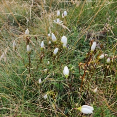 Gentianella muelleriana subsp. alpestris (Mueller's Snow-gentian) at Kosciuszko National Park - 25 Apr 2023 by NathanaelC