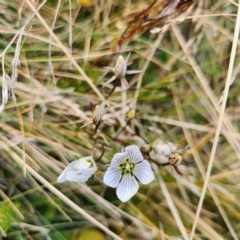 Gentianella muelleriana subsp. alpestris at Thredbo, NSW - 25 Apr 2023 04:08 PM