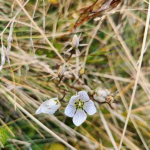 Gentianella muelleriana subsp. alpestris at Thredbo, NSW - 25 Apr 2023 04:08 PM