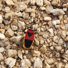 Dindymus versicolor (Harlequin Bug) at Kosciuszko National Park - 25 Apr 2023 by NathanaelC