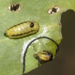 Gonipterus sp. (genus) at Kambah, ACT - 3 Mar 2023