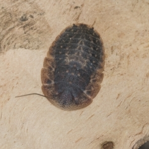 Laxta granicollis at Kambah, ACT - 3 Mar 2023 01:08 PM