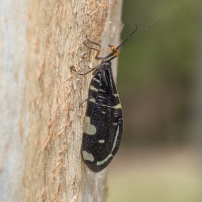 Porismus strigatus (Pied Lacewing) at Kambah, ACT - 3 Mar 2023 by AlisonMilton