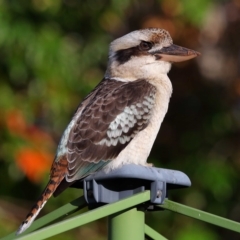 Dacelo novaeguineae at Wellington Point, QLD - suppressed