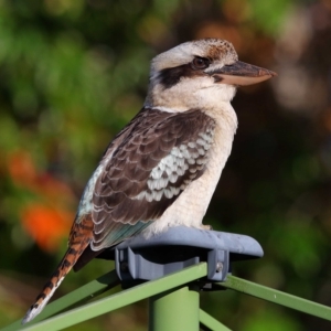 Dacelo novaeguineae at Wellington Point, QLD - suppressed