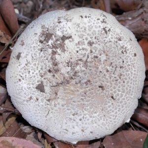 Amanita sp. at Alexandra Hills, QLD - 23 Apr 2023 10:20 AM