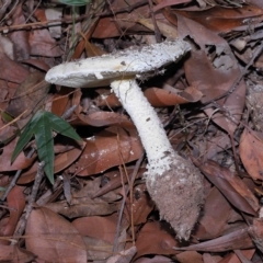 Amanita sp. at Alexandra Hills, QLD - 23 Apr 2023 10:20 AM