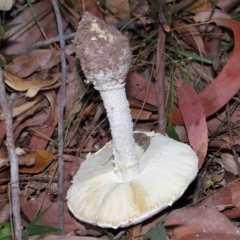 Amanita sp. at Alexandra Hills, QLD - 23 Apr 2023 10:20 AM