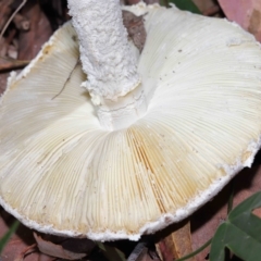Amanita sp. at Alexandra Hills, QLD - 23 Apr 2023 10:20 AM