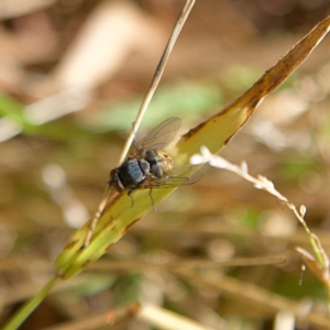 Calliphora stygia at Higgins, ACT - 25 Apr 2023