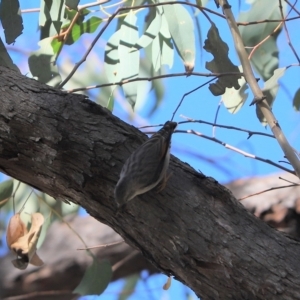 Daphoenositta chrysoptera at Molonglo Valley, ACT - 25 Apr 2023