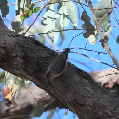 Daphoenositta chrysoptera (Varied Sittella) at Molonglo Valley, ACT - 25 Apr 2023 by Tammy