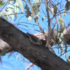 Daphoenositta chrysoptera at Molonglo Valley, ACT - 25 Apr 2023