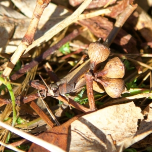 Cryptobothrus chrysophorus at Higgins, ACT - 25 Apr 2023