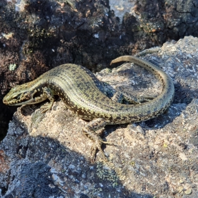 Eulamprus tympanum (Southern Water Skink) at Jagungal Wilderness, NSW - 11 Jan 2023 by janddkelly