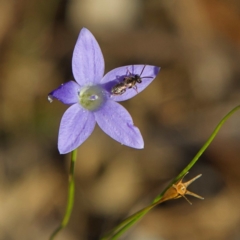 Lasioglossum (Chilalictus) sp. (genus & subgenus) at Higgins, ACT - 25 Apr 2023 03:24 PM