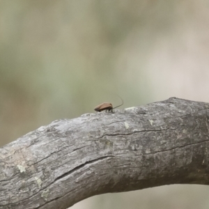 Ellipsidion australe at Michelago, NSW - 22 Nov 2019 08:53 AM