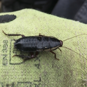 Drymaplaneta communis at Michelago, NSW - 24 Mar 2021