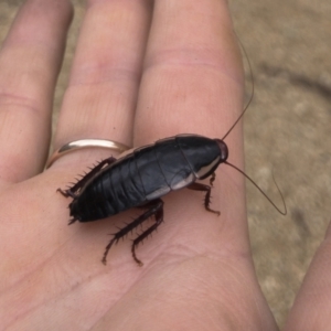 Drymaplaneta communis at Michelago, NSW - 24 Mar 2021 12:14 PM