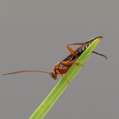 Lissopimpla excelsa (Orchid dupe wasp, Dusky-winged Ichneumonid) at Braemar, NSW - 6 Apr 2023 by Curiosity