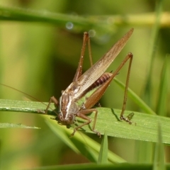 Conocephalus semivittatus (Meadow katydid) at Braemar, NSW - 7 Apr 2023 by Curiosity