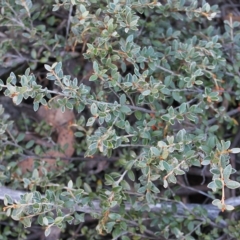 Grevillea diminuta at Cotter River, ACT - 25 Apr 2023 by LPadg