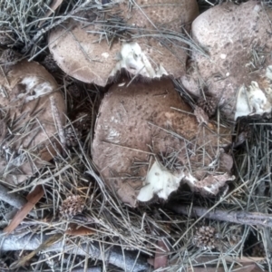 Agaricus sp. at Red Hill, ACT - 22 Apr 2023