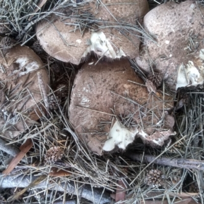 Agaricus sp. (Agaricus) at Red Hill, ACT - 22 Apr 2023 by mahargiani