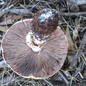 Agaricus sp. at Red Hill, ACT - 22 Apr 2023