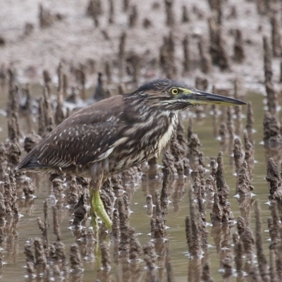 Butorides striata (Striated Heron) at Ormiston, QLD - 24 Apr 2023 by TimL